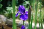 2アヤメ	菖蒲(文目)	Iris sanguinea	5～6月